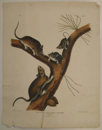 John James Audubon