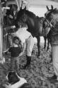 Robert F. Kennedy and his wife and son in stables, Hyannisport, Massachusetts