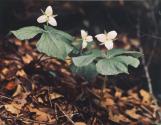 Trillium