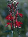 Cardinal Flowers