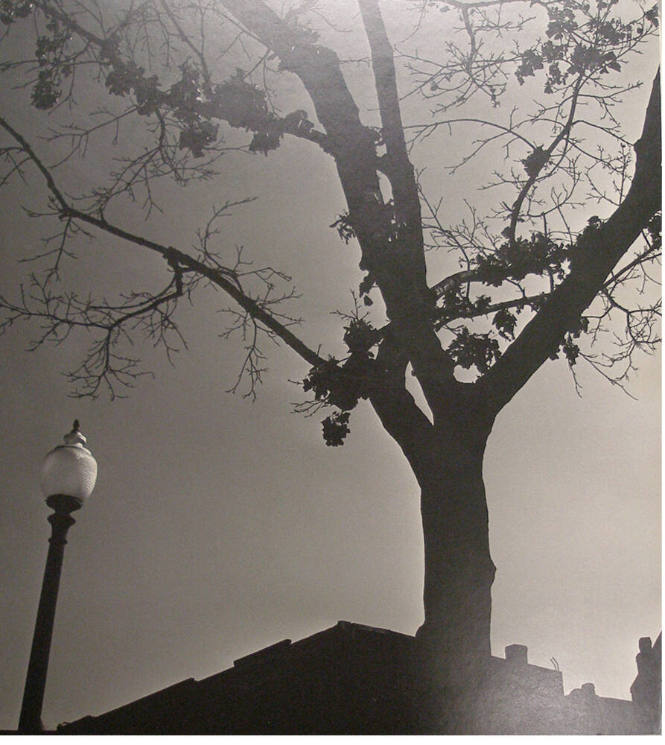 Ilse Bing, American, born Germany,1899-1998, Trees and Lamp, 1953. gelatin silver print, 18 x 1…