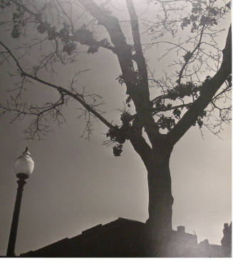 Ilse Bing, American, born Germany,1899-1998, Trees and Lamp, 1953. gelatin silver print, 18 x 1…