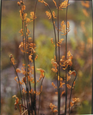 Royal Fern - rust color