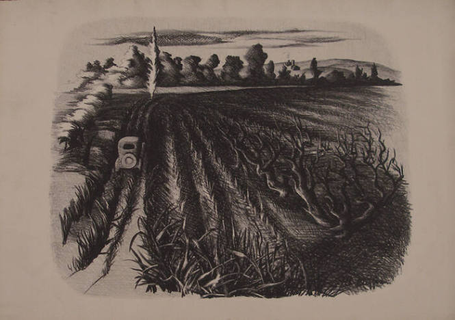Car in a Field